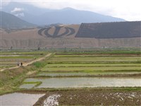 Иран (рисовые поля)