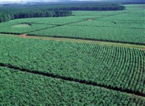 Йерба мате, Аргентина (2009)