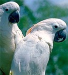 Какаду Молуккский