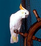 Какаду желтохохлый