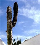 Кактусы (кактус)