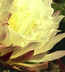 Кактусы (цветок)