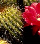 Кактусы (цветущий Трихоцерус Алдангаленсис)