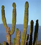 Кактусы (цереусы)