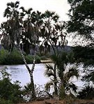 Кения (галерейные леса вдоль реки Тана)