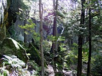 Кентукки (лесной ландшафт)