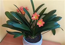 Кливия киноварная