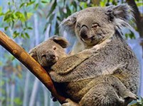 Коала (Коала с детенышем)