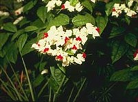 Комнатные растения (клеродендрон)