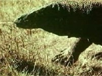 Комодский варан (видео)