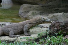 Комодский варан (в зоопарке)