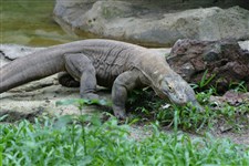 Комодский варан (в зоопарке)_2