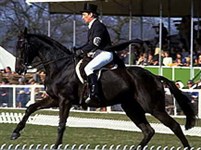 Конный спорт (выездка) [спорт]