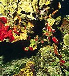 Коралловые полипы