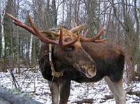 Кострома (Лосеферма)