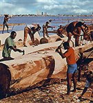 Кот-Д`Ивуар (заготовка древесины) (2)