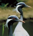 Красавка (птица)