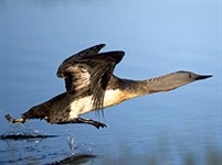 Краснозобая гагара (взлетает)