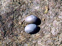 Краснозобая гагара (гнездо)