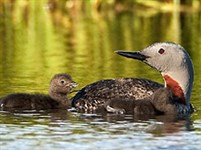 Краснозобая гагара (с птенцом)