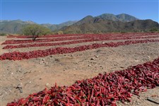 Красный перец, Сальта, Аргентина (2010)