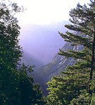 Крит (кипарисовая роща)