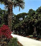 Крым (Никитский ботанический сад)