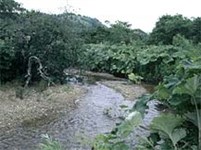 Курильский заповедник (заросли борщевика)