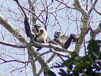 Кхао Яй (обезьянки)