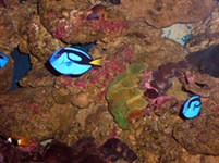 Лангкави (океанариум)