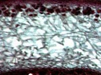 Лишайники (строение)