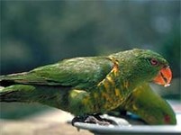 Лори (австралийский лорикет)