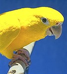 Лори (попугай)