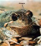 Лягушка (голова)
