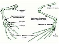 Лягушка (скелет конечностей)