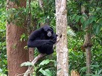 Малакка (тропические леса)