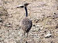 Малая сенегальская дрофа (Eupodotis senegalensis)