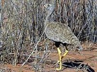 Малые Дрофы (Eupodotis afraoides)