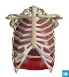 Механизм вдоха и выдоха (анимация)