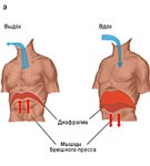 Механизм дыхательных движений