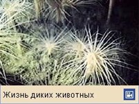 Многощетинковые черви (видео)