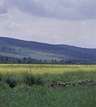 Молдавия (Кодру)