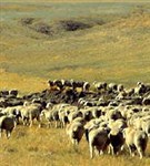 Монтана (штат)