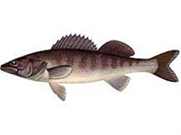 Морской судак (рисунок)