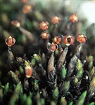 Мхи (Андрэя скальная)