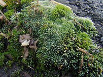 Мхи (Зеленые мхи)