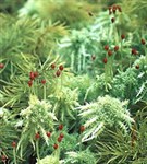 Мхи (Сфагнум оттопыренный)