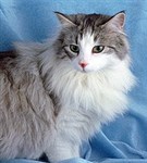 Норвежская лесная кошка