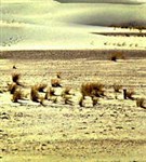 Нью-Мексико («Белые пески»)