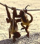 Обезьяны (паукообразные обезьяны)